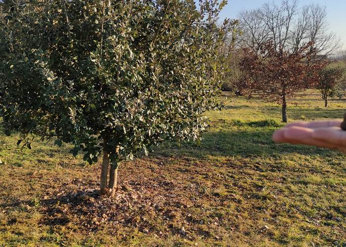 Notre première truffe...merci Loulou-page