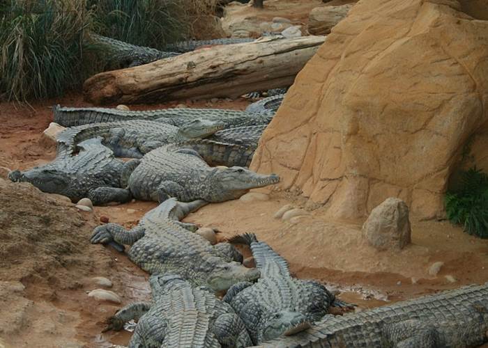 La ferme aux crocodiles