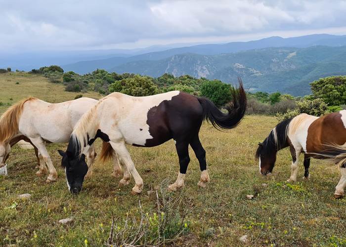 Nos chevaux dans la montagne