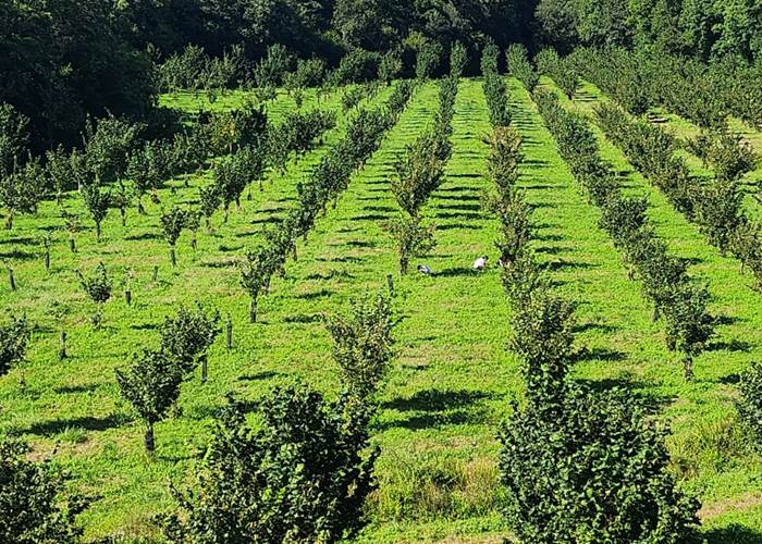 Le verger bio de noisetiers