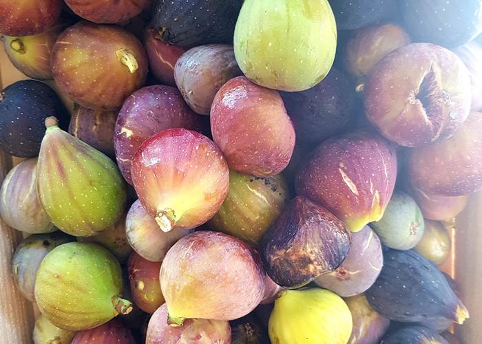 les figues en saison