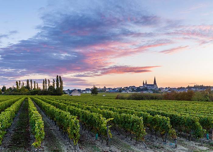 Découverte des vins de Saumur au cœur de la Loire