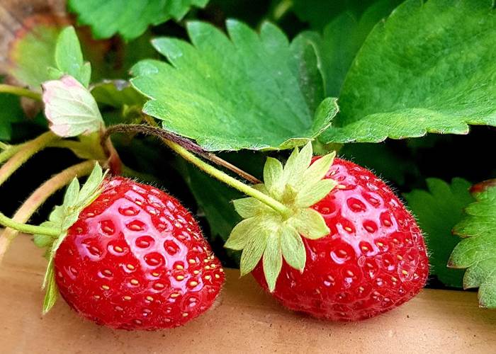 les fraisiers du jardin