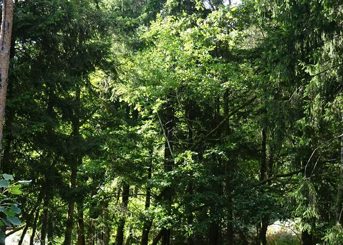 promenade en forêt