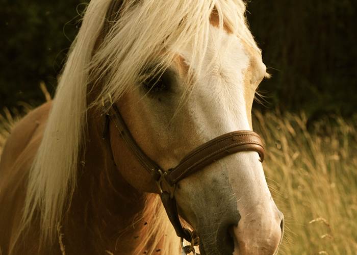 La star : TOY !-page