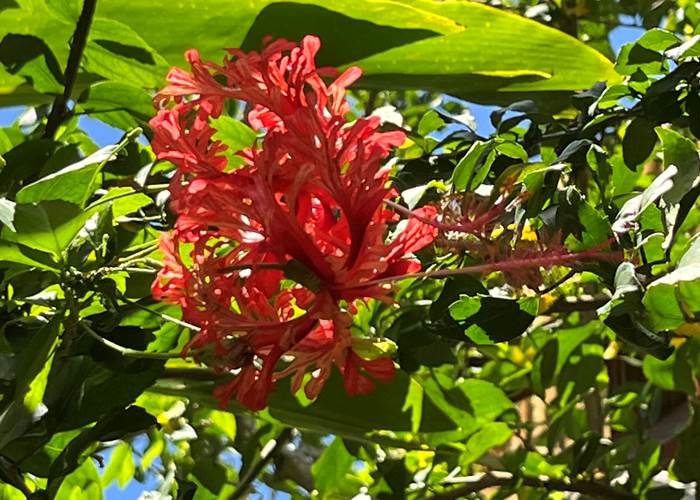 Fleur D'hibiscus (lanterne japonnaise)