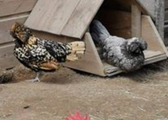 Superbes poules