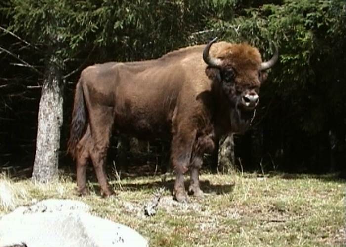 BISON 29 JE POSE EN ENTIER