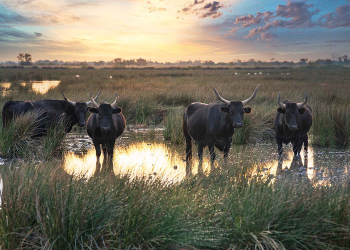 Manades-camarguaises