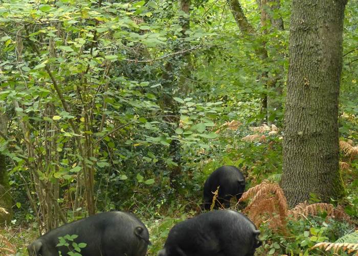 Les cochons pâture