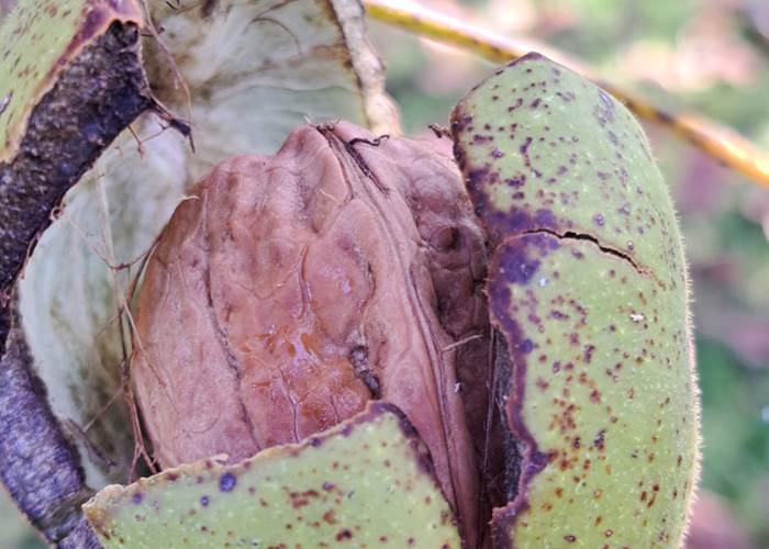 Noix Franquette bio du verger INYAQAB Dordogne Périgord
