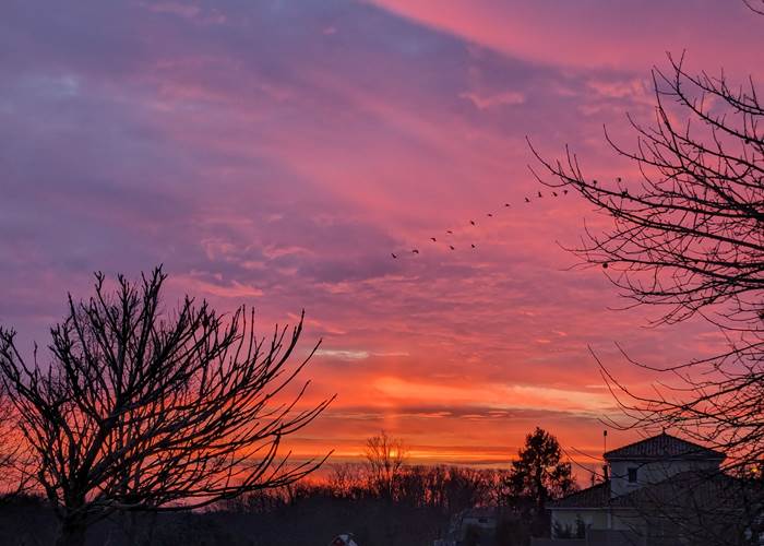 vol de grues cendrées