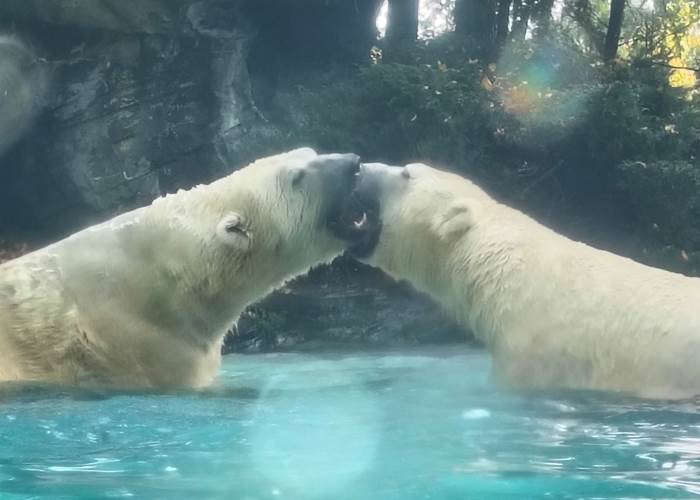 week-end au Zoo de La Flèche hébergement