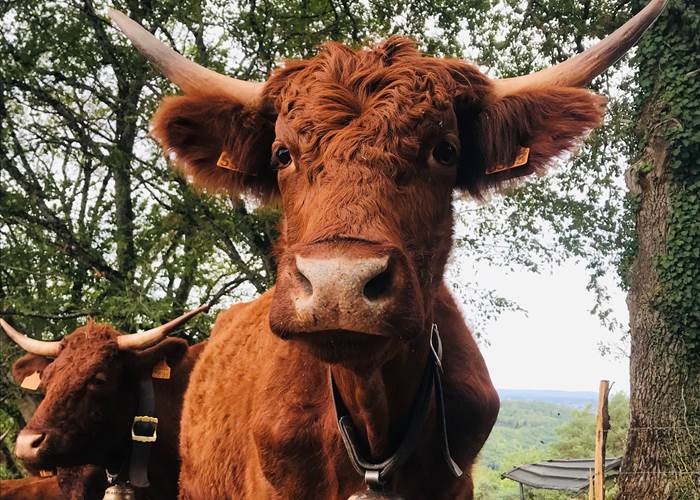 Devinette : mon ancêtre prenait la pose pour figurer sur les parois rupestres des grottes du Quercy, je suis, je suis...?