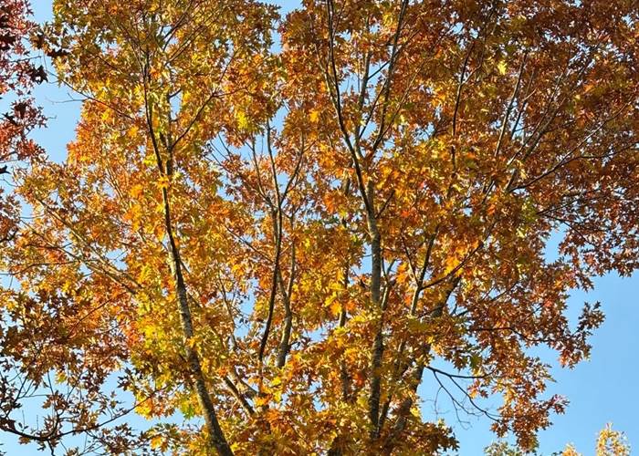 Randonnée dans la forêt