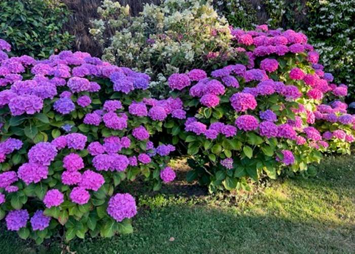 Hortensias à l'ombre