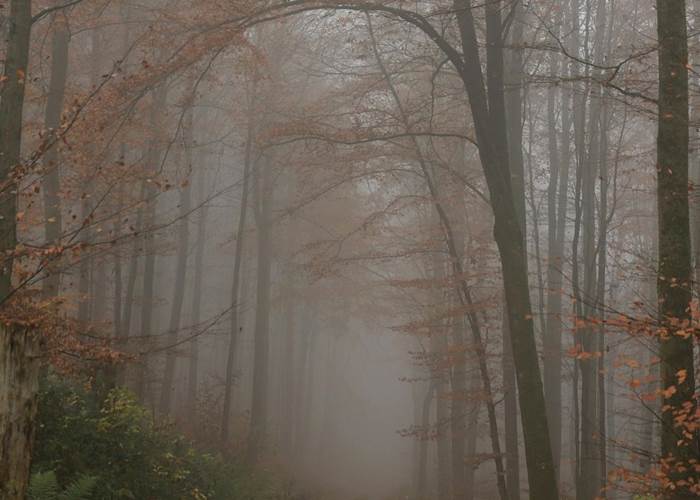 Forêt  Domaine de Souladiès Tarn et Garonne