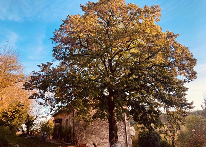 Le tilleul du Domaine Sainte Raffine