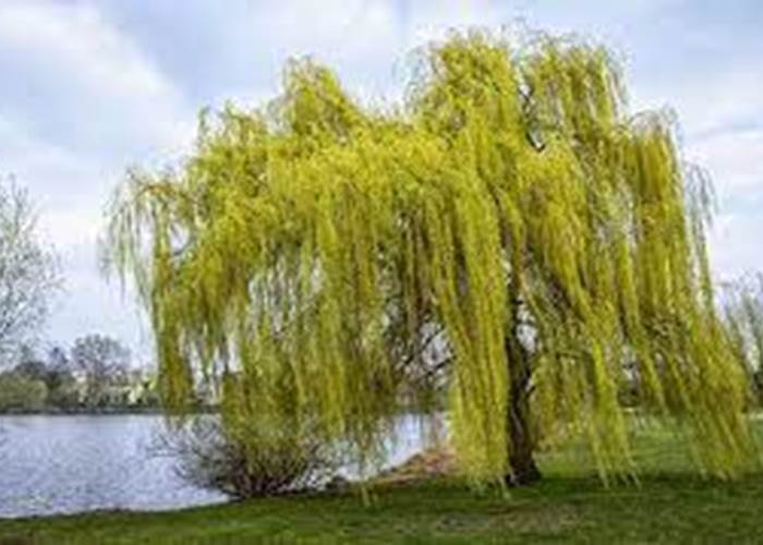 Saule Pleureur