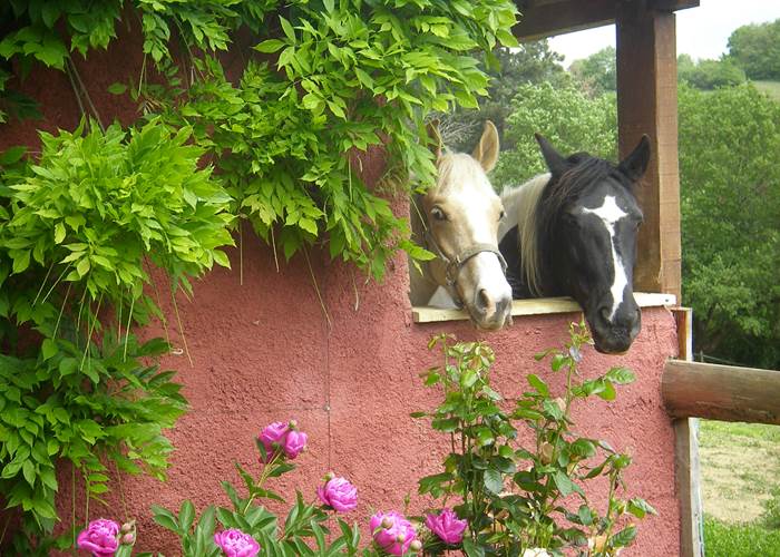 ROSA et son fils KENZO