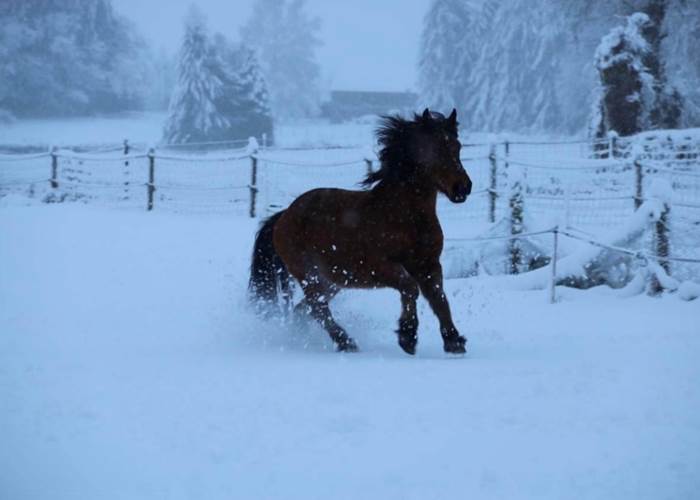 chambresdhote-equitation-animaldecompagnie-correze-hiver