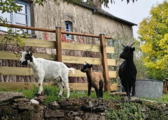chevres-biquettes-maison-hotes-saisonnee-centres-aveyron-nature.jpg