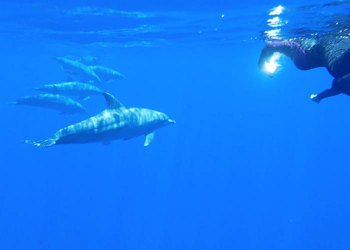 nager avec les cetacés