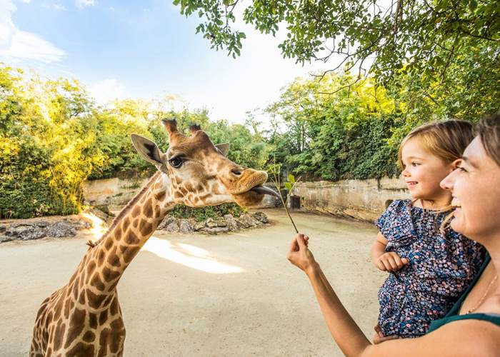 Visite du Bioparc de Doué-la-Fontaine lors d'un séjour 2 Zoos depuis La Flèche