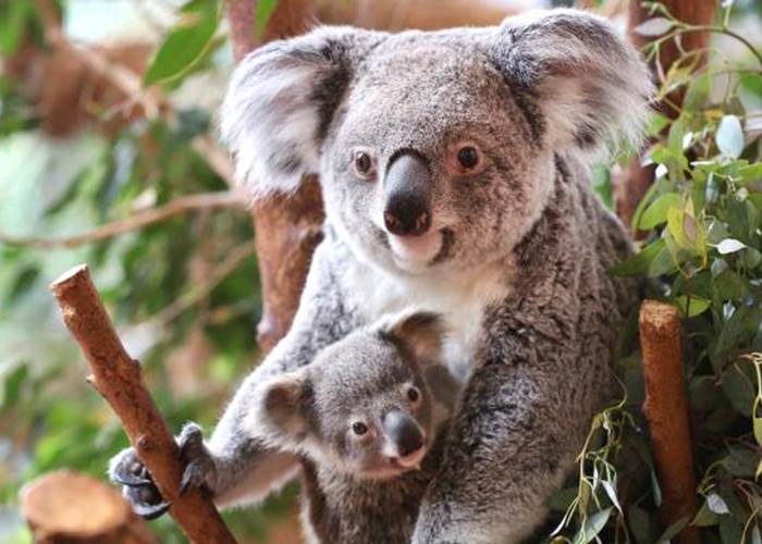 Koalas