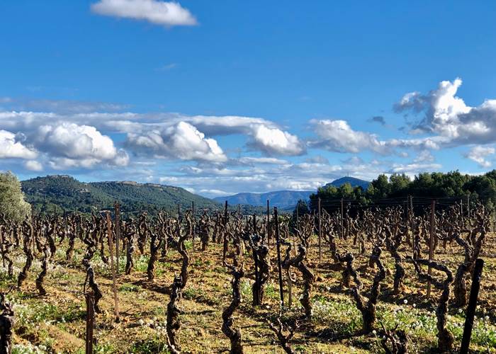 randonnée dans le vignoble en hiver de Montséret depuis les Gites Corbieres