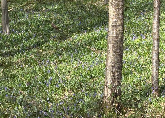 La blancheur dans les bois de Thuin