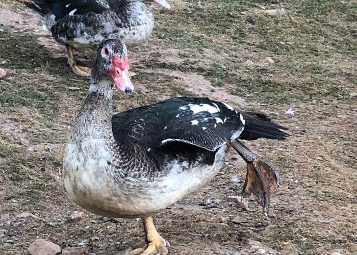 séjour insolite à la ferme