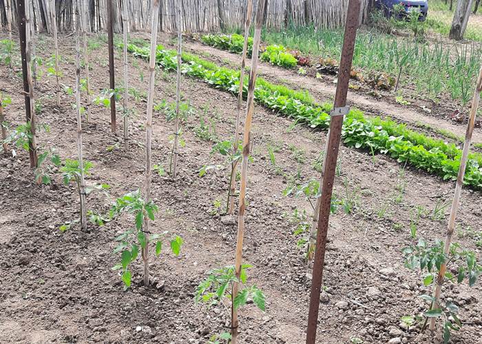 Potager "Le Coq du Nord-Mailhac"