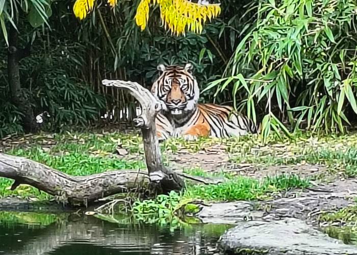 Séjour en famille près du Zoo de La Flèche