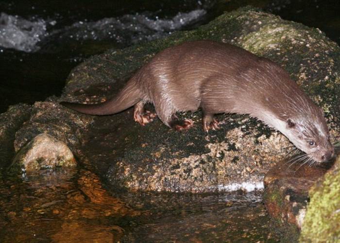 La loutre animal emblématique des gorges de la Dordogne