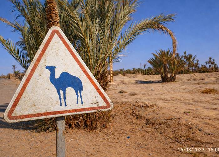 Passage de dromadaires !