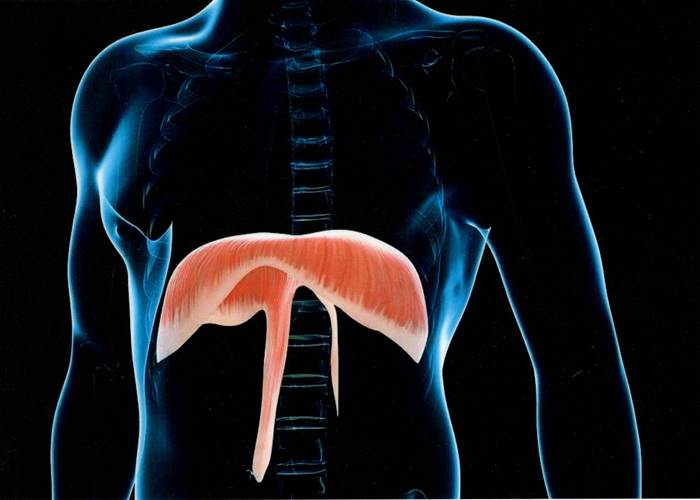 Le diaphragme, ce pilier de notre respiration se bloque sous l'effet du stress