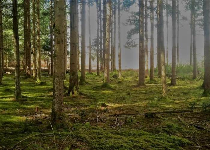 moussedesbois-forêt-printemps-nature-environnement-chambredhôte-hautecorrèze