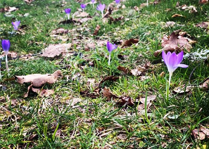 crocus-fleursprintannières-chambredhôtes-hautecorrèze