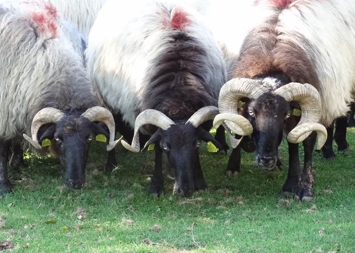 Animaux_brebismanex à tête noire