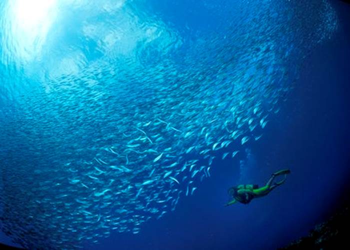 plongee_fonds_marins18_banc_de_sardines_-_credit_irt_-_laurent_beche_dts_12_2014