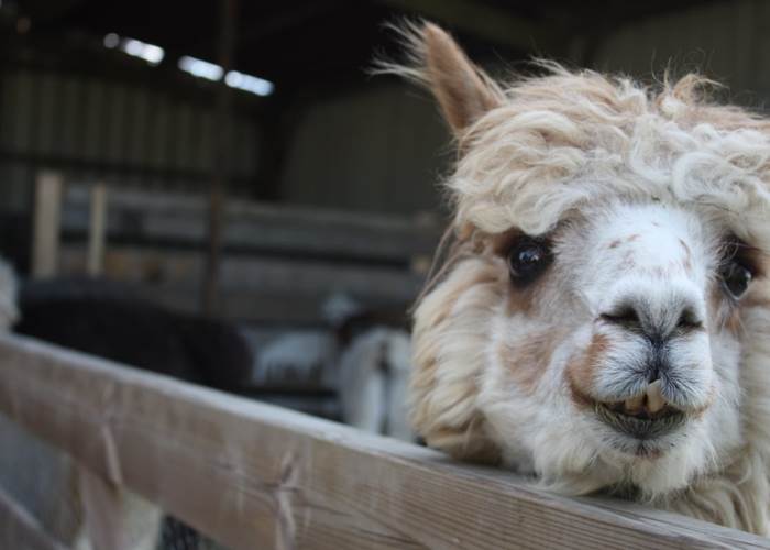 ferme pédagogique Saint-Aignan, à côté du zoo de Beauval