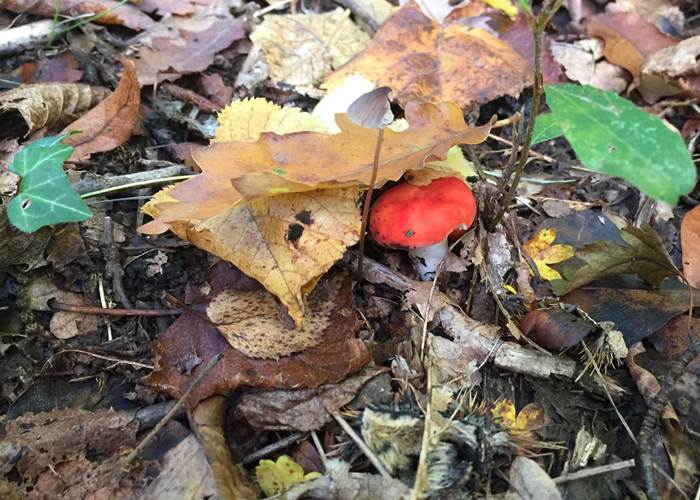 automne-champignons-news