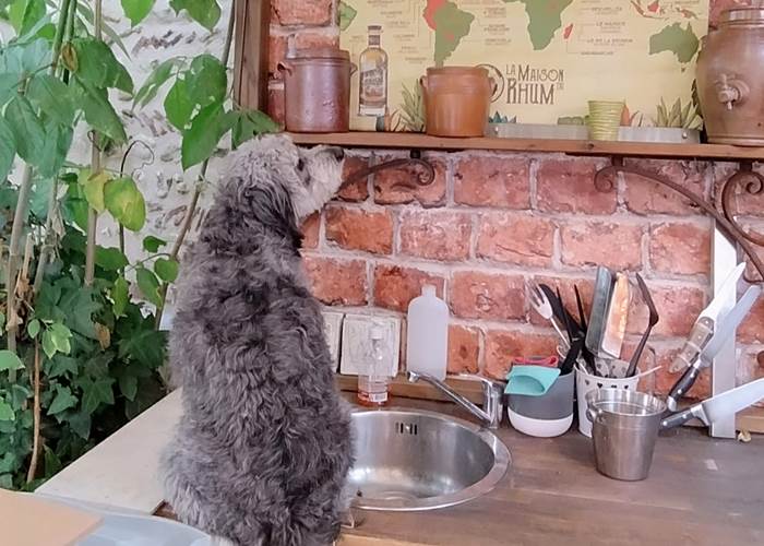 Hôtel acceptant les chiens