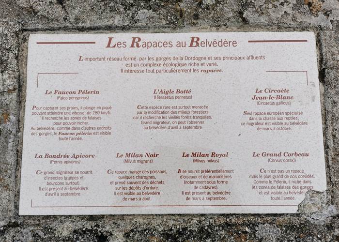 Les rapaces au Belvèdère de Gratte-Bruyère