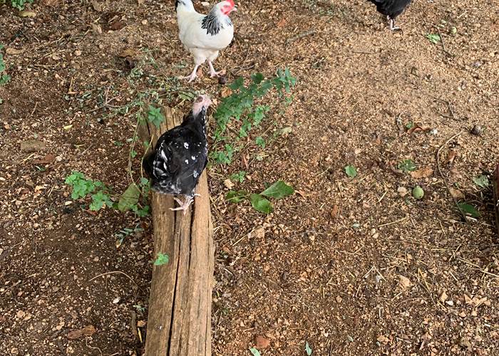 Les poulettes du Gravier