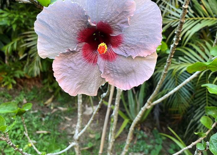 fleur d'hibiscus