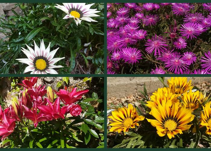 explosion de couleurs au jardin !