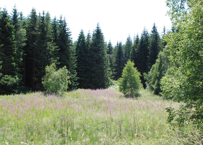 Paysage de Margeride