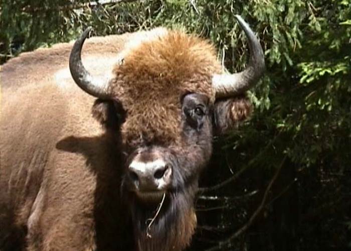Un beau spécimen de Bison d'Europe.